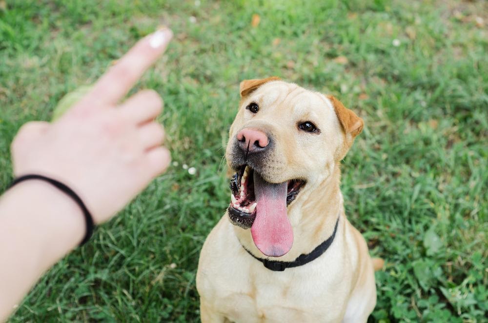 Dog Park Etiquette 101: Is Your Dog Ready?